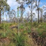 Transplanting Grass Trees / Xanthorrhoes