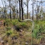 Other Resources for Information on  Xanthorrhoea Plants